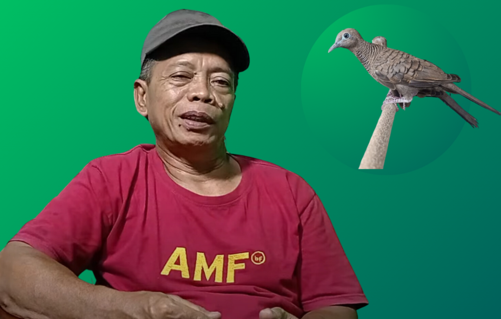 Cara Mempercepat Burung Perkutut Lokal GACOR