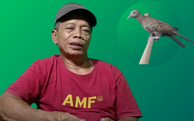 Cara Mempercepat Burung Perkutut Lokal GACOR