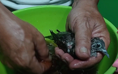 5 Manfaat Memandikan Burung Perkutut dengan Air Teh dan Bawang Merah